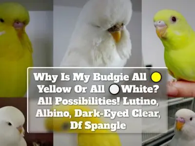 Why Is My Budgie All Yellow Or All White? All Possibilities! Lutino, Albino, Dark-Eyed Clear, Df Spangle