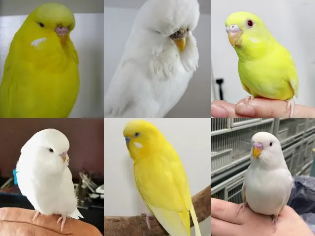 Why Is My Budgie All Yellow Or All White? All Possibilities! Lutino, Albino, Dark-Eyed Clear, Df Spangle