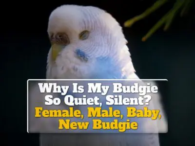 Why Is My Budgie So Quiet, Silent? Female, Male, Baby, New Budgie