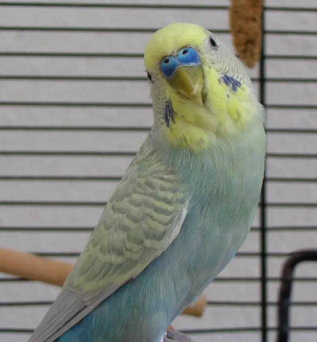 Why Is My Budgie Turning Yellow? Genetic & Non-Genetic Causes