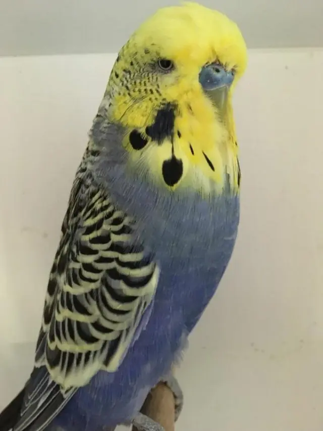 Why Is My Budgie Turning Yellow? Genetic & Non-Genetic Causes