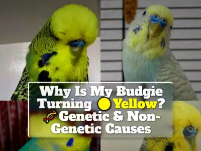 Why Is My Budgie Turning Yellow? Genetic & Non-Genetic Causes