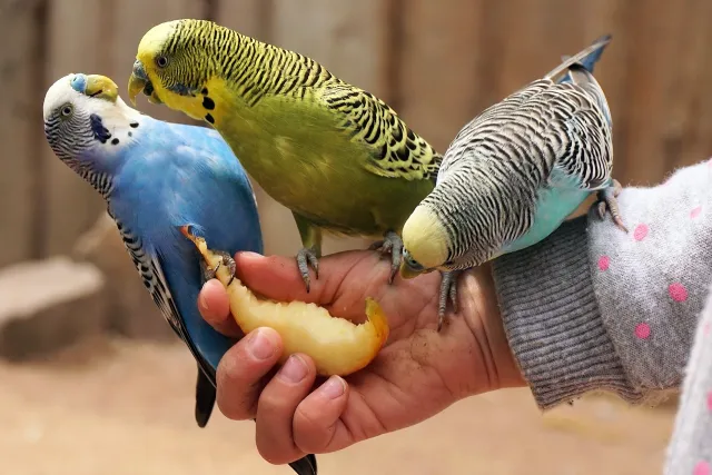 Budgie Bite: Why Do Budgies Bite? Behavior, Pain, and Human Interaction