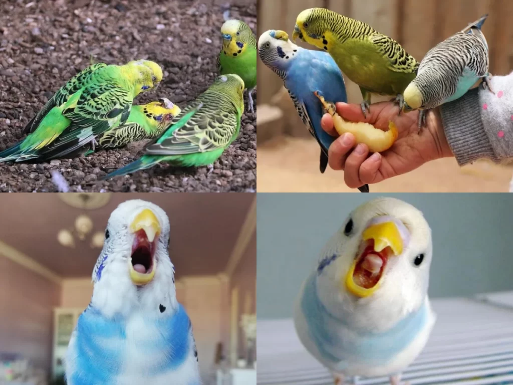 Budgie Bite: Why Do Budgies Bite? Behavior, Pain, and Human Interaction