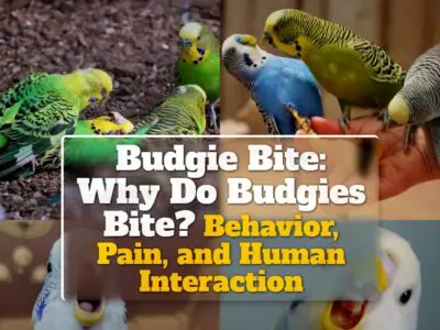 Budgie Bite: Why Do Budgies Bite? Behavior, Pain, and Human Interaction