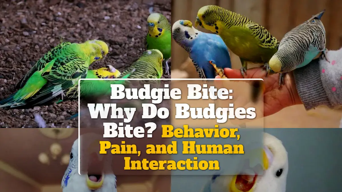 Budgie Bite Why Do Budgies Bite? Behavior, Pain, and Human Interaction
