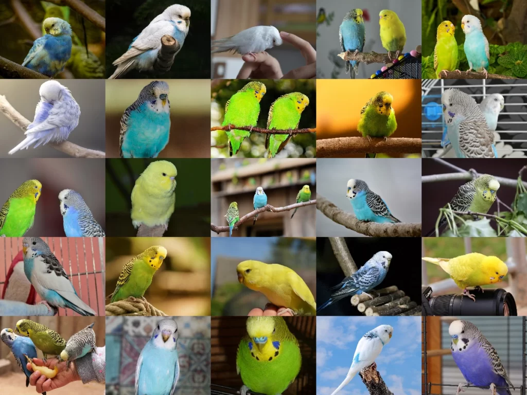 Budgie Breeding: Everything You Need to Know