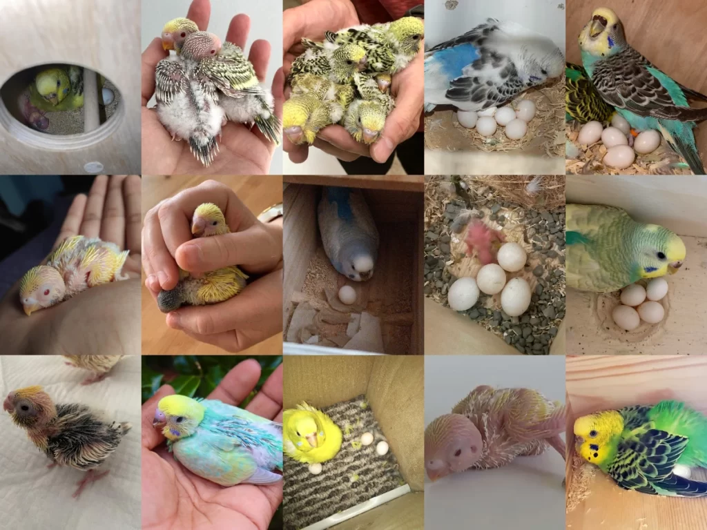 Budgie Breeding: Everything You Need to Know