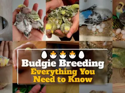 Budgie Breeding: Everything You Need to Know