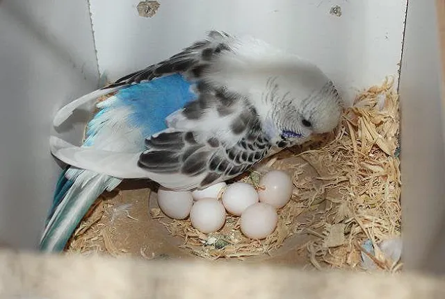 Budgie Eggs: Everything You Need to Know