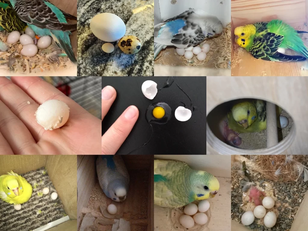 Budgie Eggs: Everything You Need to Know