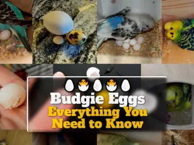 Budgie Eggs: Everything You Need to Know