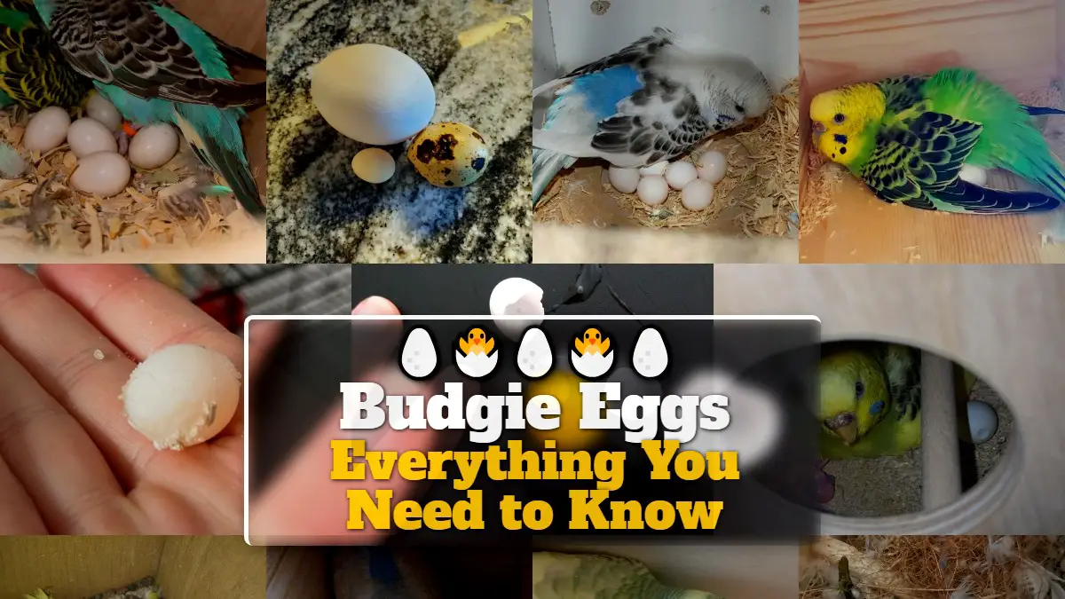 Budgie Eggs Everything You Need to Know