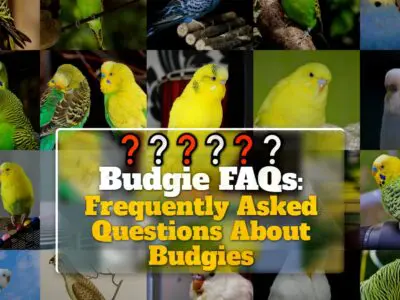 Budgie FAQs: Frequently Asked Questions About Budgies