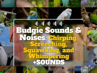 Budgie Sounds & Noises: Chirping, Screeching, Squawking, and Whimpering +SOUNDS
