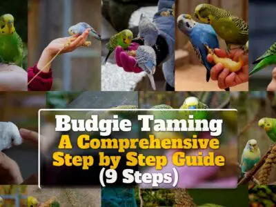 Budgie Taming: A Comprehensive Step by Step Guide (9 Steps)