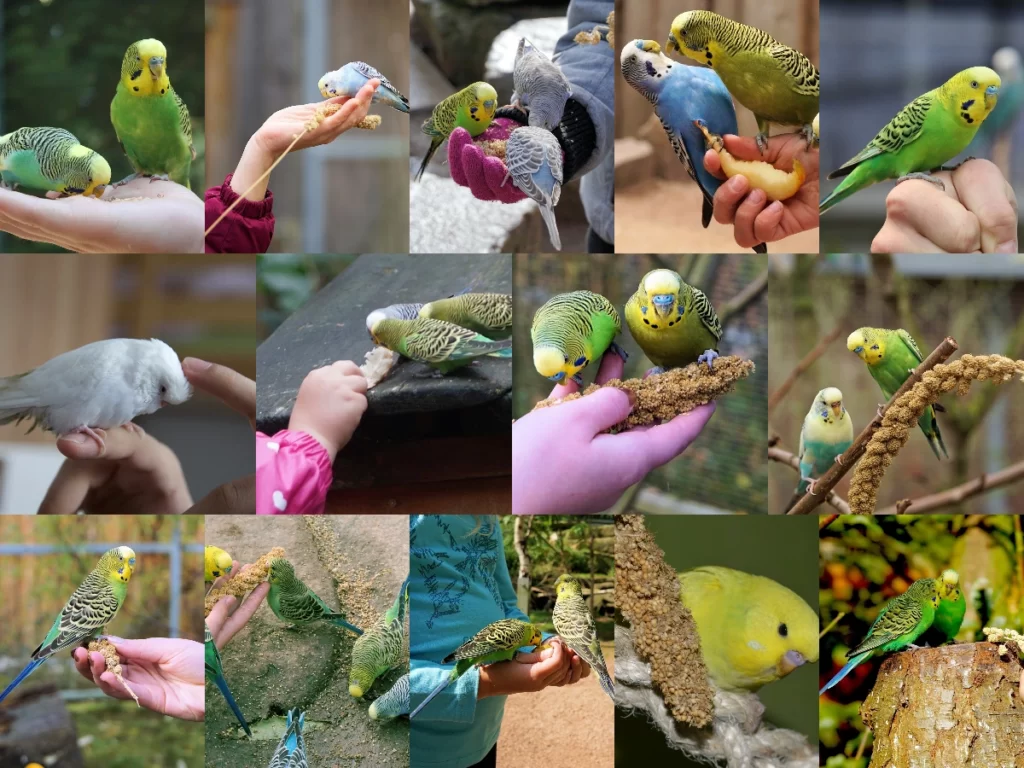 Budgie Taming: A Comprehensive Step by Step Guide (9 Steps)