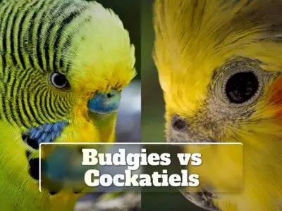Budgies vs Cockatiels: Which Is Easier to Care For? Companionship, Intelligence