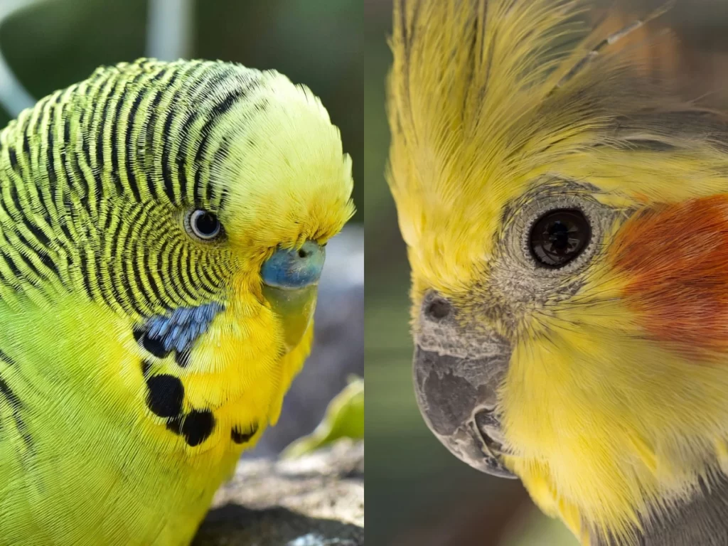 Budgies vs Cockatiels: Which Is Easier to Care For? Companionship, Intelligence