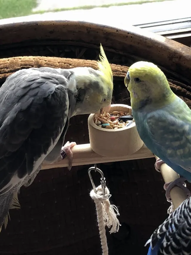 Can Budgies and Cockatiels Live Together: Cohabitation, Friendship & Talking Abilities Explored