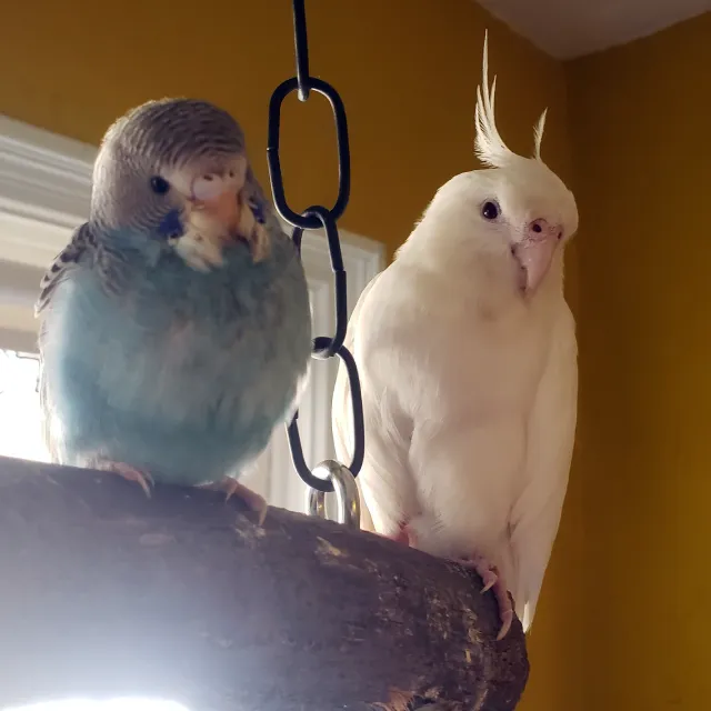 Can Budgies and Cockatiels Live Together: Cohabitation, Friendship & Talking Abilities Explored