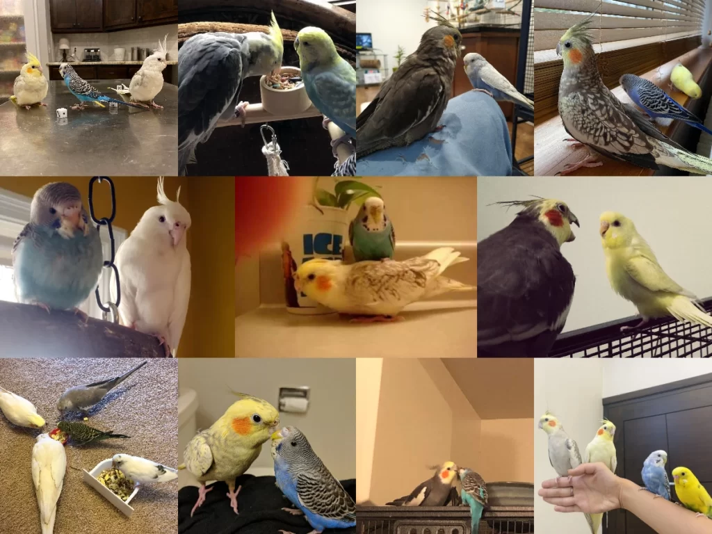 Can Budgies and Cockatiels Live Together: Cohabitation, Friendship & Talking Abilities Explored