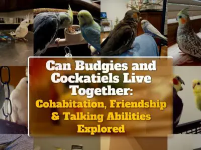 Can Budgies and Cockatiels Live Together: Cohabitation, Friendship & Talking Abilities Explored