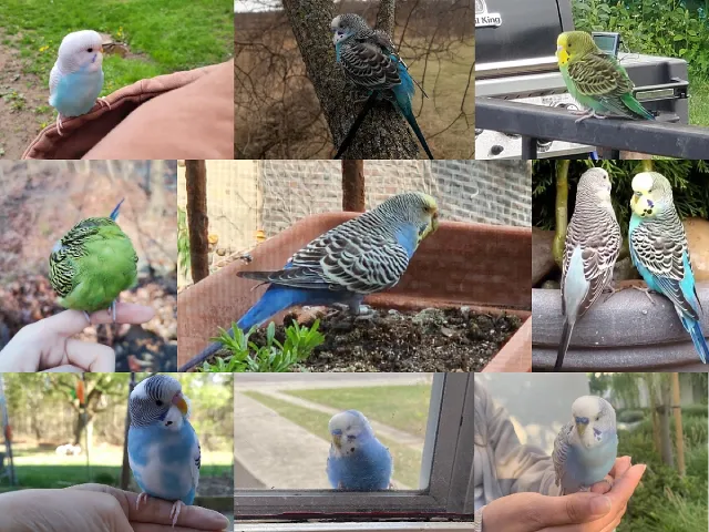 Can Budgies Survive Outside If They Escape? Wild, City, Cold, Rainy Weather