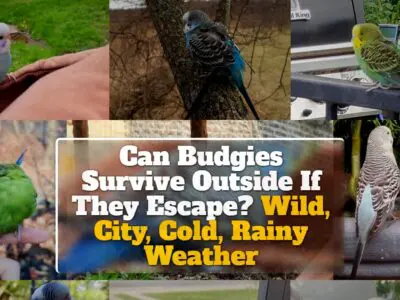 Can Budgies Survive Outside If They Escape? Wild, City, Cold, Rainy Weather