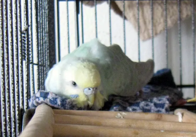 How Do Budgies Sleep? Sleeping Positions & A Comprehensive Guide