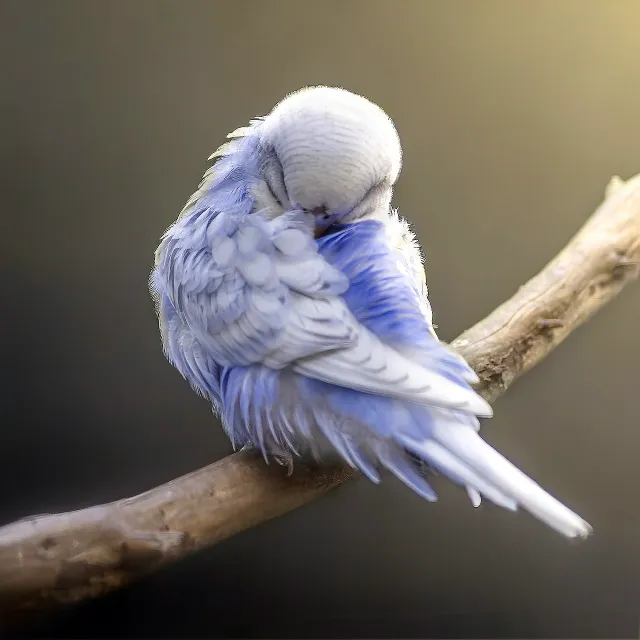 How Do Budgies Sleep? Sleeping Positions & A Comprehensive Guide