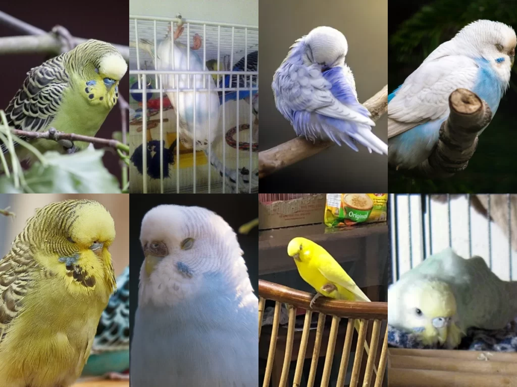 How Do Budgies Sleep? Sleeping Positions & A Comprehensive Guide