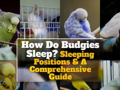 How Do Budgies Sleep? Sleeping Positions & A Comprehensive Guide