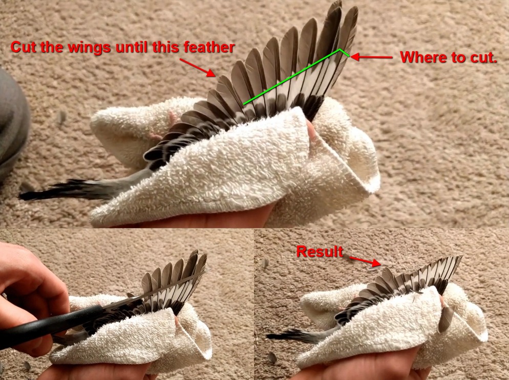 How to Clip Budgie Wings: Techniques, Growth, Flying Implications, And Frequency
