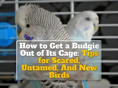 How to Get a Budgie Out of Its Cage: Tips for Scared, Untamed, And New Birds