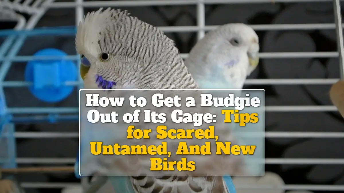 How to Get a Budgie Out of Its Cage Tips for Scared, Untamed, And New