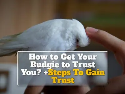 How to Get Your Budgie to Trust You? +Steps To Gain Trust