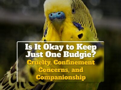 Is It Okay to Keep Just One Budgie? – Cruelty, Confinement Concerns, and Companionship