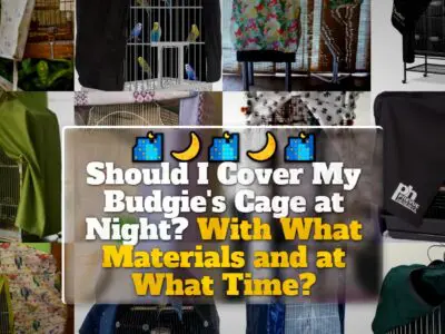 Should I Cover My Budgie’s Cage at Night? With What Materials and at What Time?