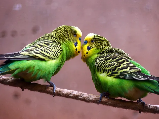 Why Do Budgies Fight? Male, Female, Baby Budgies, Play or Real Fighting, Prevention