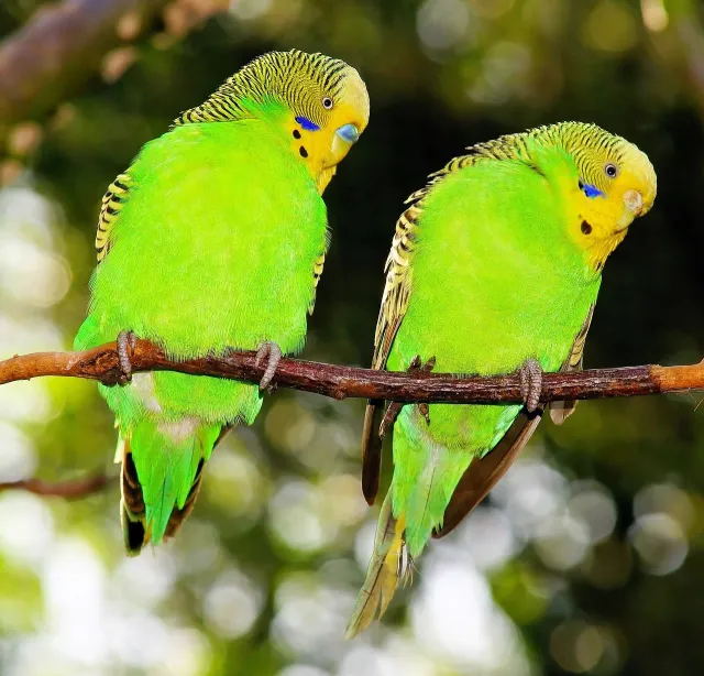 Why Do Budgies Fight? Male, Female, Baby Budgies, Play or Real Fighting, Prevention