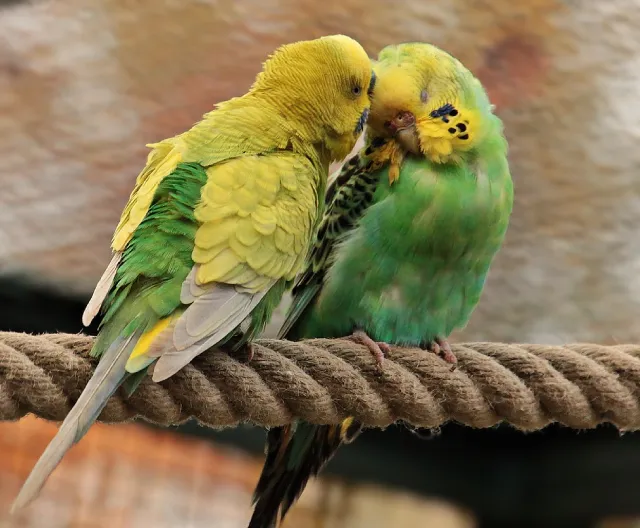 Why Do Budgies Fight? Male, Female, Baby Budgies, Play or Real Fighting, Prevention