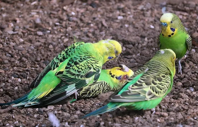 Why Do Budgies Fight? Male, Female, Baby Budgies, Play or Real Fighting, Prevention