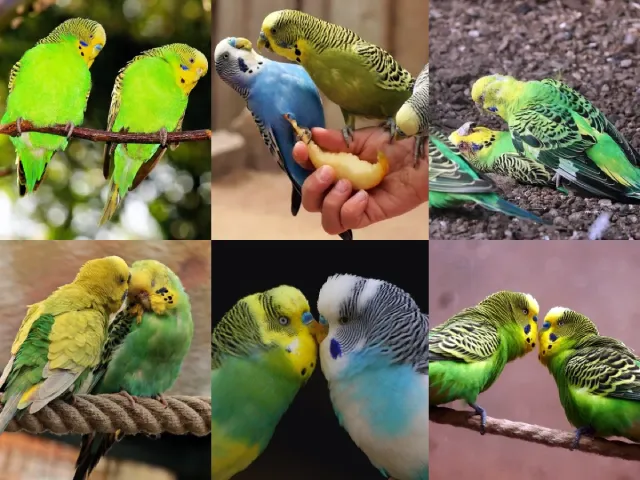 Why Do Budgies Fight? Male, Female, Baby Budgies, Play or Real Fighting, Prevention