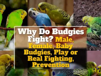 Why Do Budgies Fight? Male, Female, Baby Budgies, Play or Real Fighting, Prevention