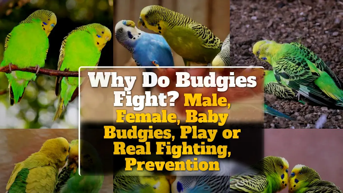 Why Do Budgies Fight? Male, Female, Baby Budgies, Play or Real Fighting